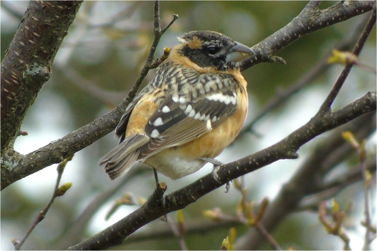 Forbes Point, NS - May 8, 2022